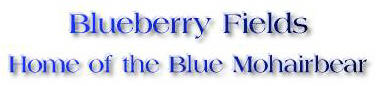 Blueberry Fields - Home of the Blue Mohairbear