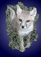 swift fox, Vulpes velox