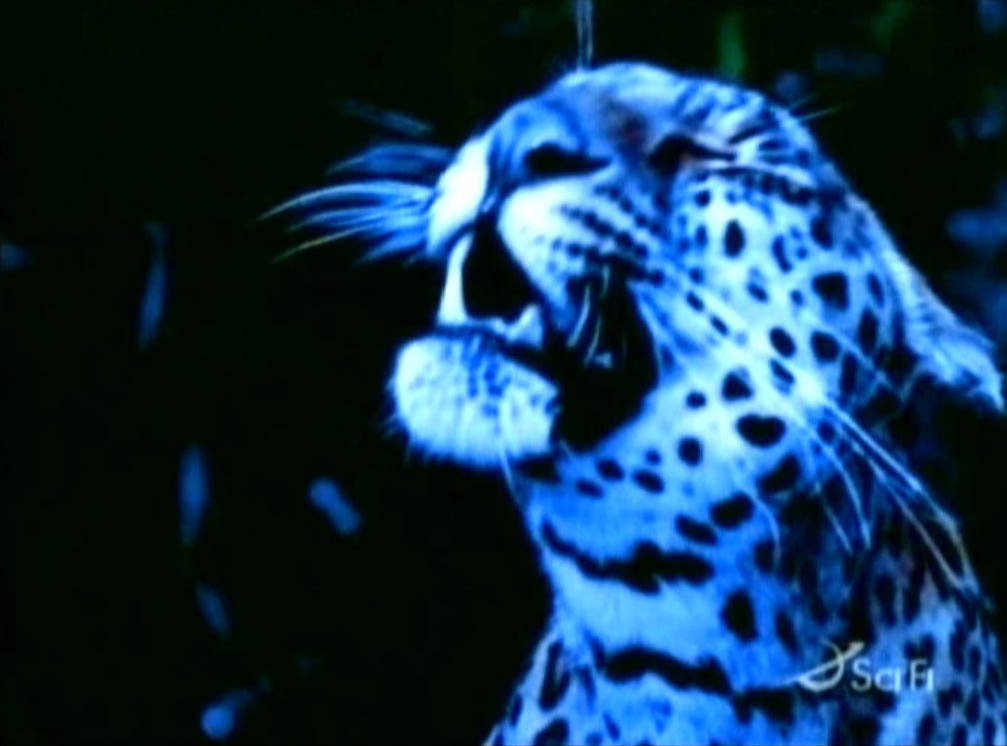 sentoo915