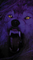 Wolf?  Image used respectfully without permission.