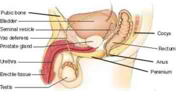 Male Reproductive System