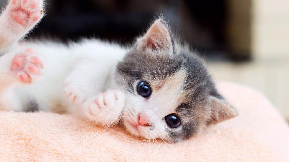 A little white and gray kitten lying on its side, pink toe beans sticking straight up in the air, little pink nose tilted questioningly. Its blue eyes stare soulfully into yours.