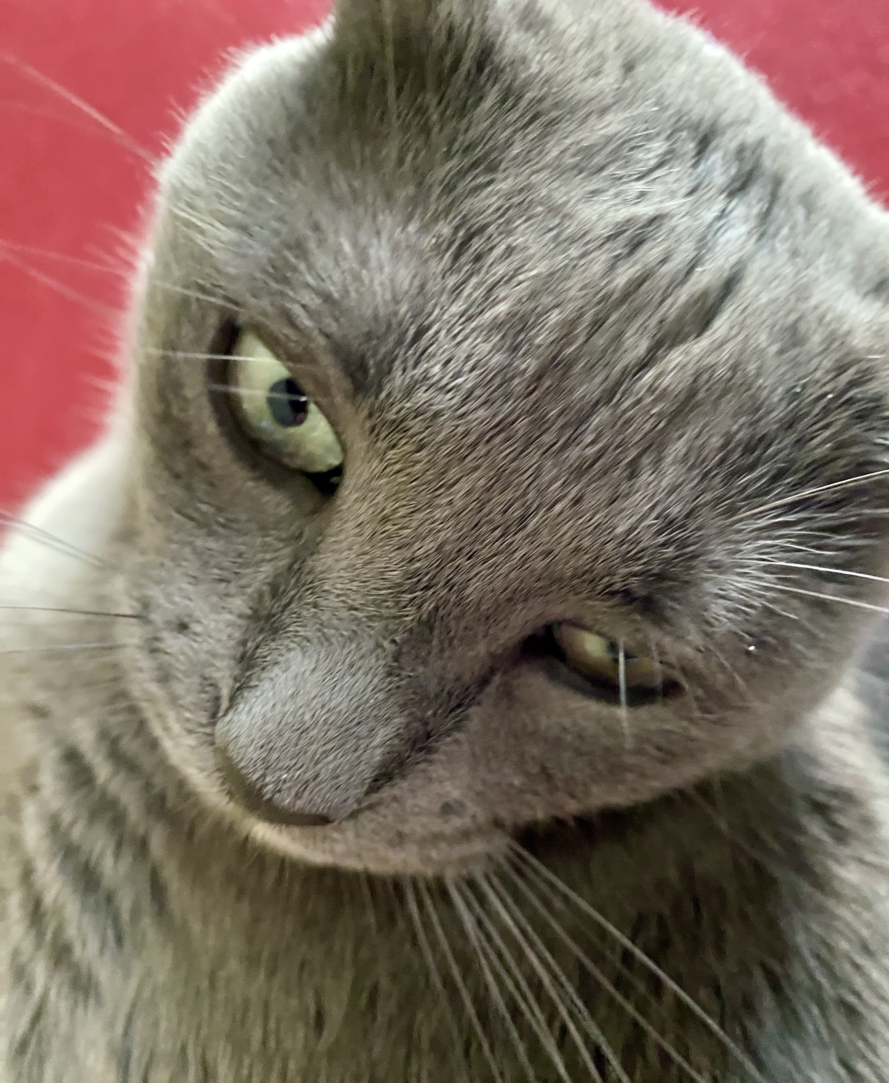 A gray furfaced kitty fills the frame, her brilliant green eyes glaring askance. The background is a brilliant red rug. 