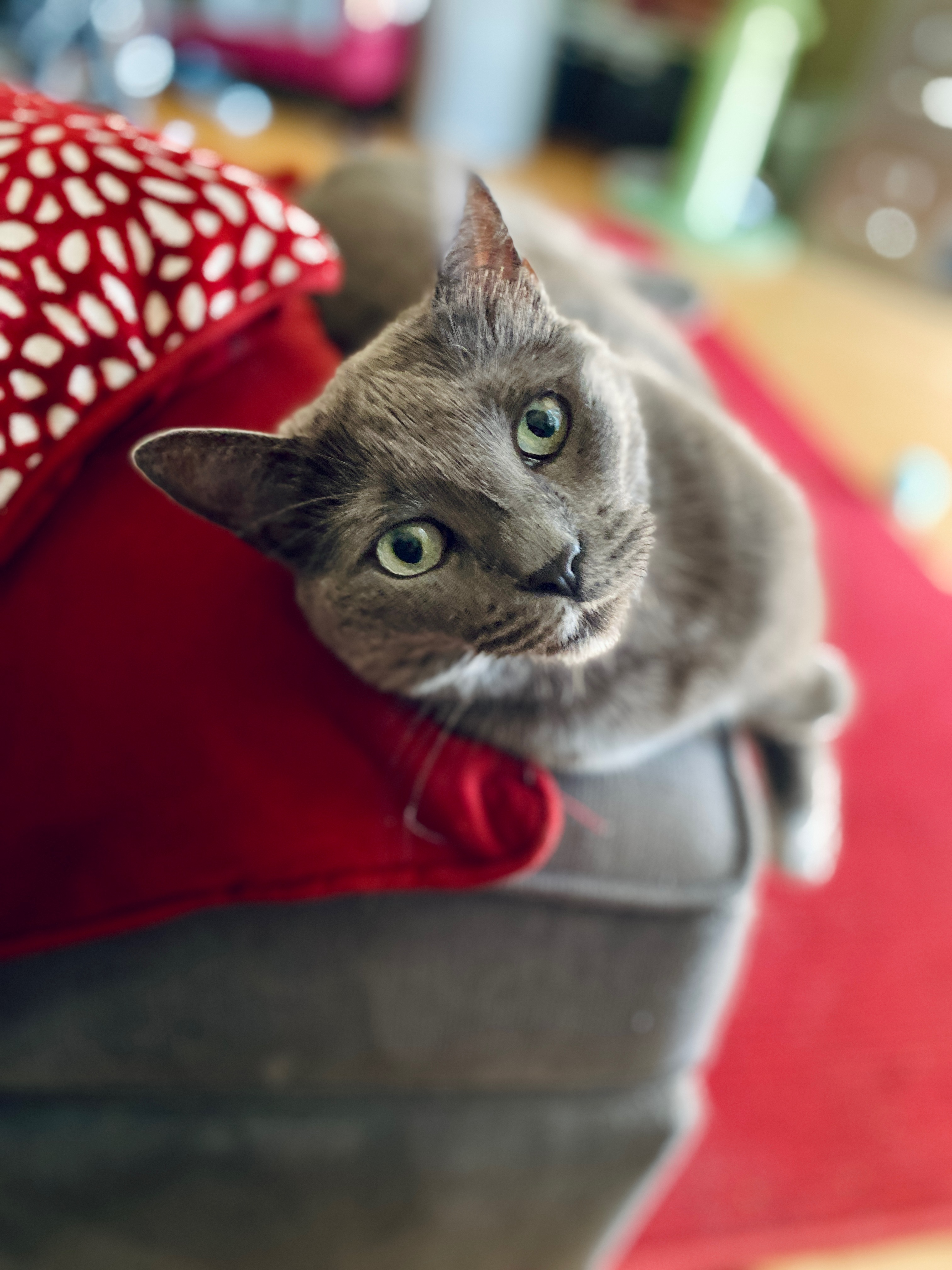 A gray kitty sits on a gray ottoman leaning against two bright red pillows, staring up pleadingly with her brilliant green eyes. The background is blurred out but you can see a bright red carpet.