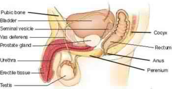Male Reproductive System