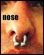 Nose Ring