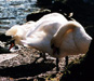[swans]