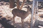 Mule Deer