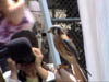 American Kestrel_1