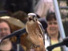American Kestrel_2