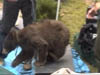 Holly Beary_3