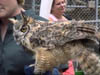 Owl_2
