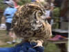 Owl_3