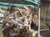 Owl_4